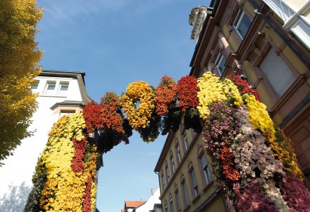 Chrysanthema Lahr © Stadt Lahr