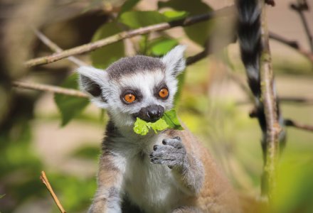 Lemur © guinevra-fotolia.com