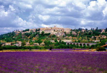  © Lavendelblüte Provence ©Peter Eckert Foto Design