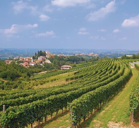 Weinanbaugebiet Langhè bei Asti im Piemont © travelpeter - Fotolia.com
