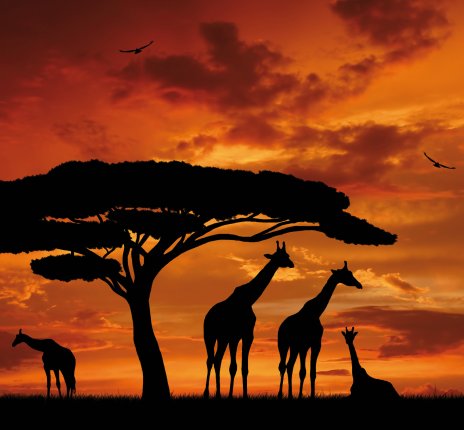 Giraffenherde im Sonnenuntergang © vencav-fotolia.com