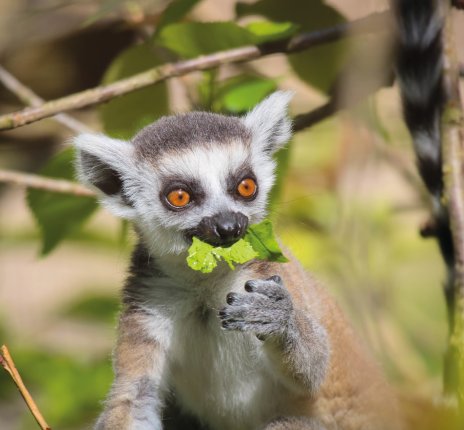 Lemur © guinevra-fotolia.com
