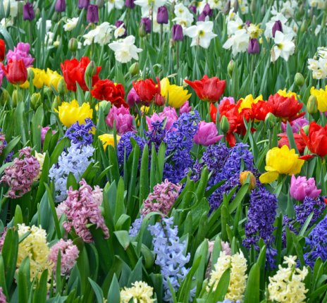 Beautiful spring garden filled with color © perlphoto - stock.adobe.com