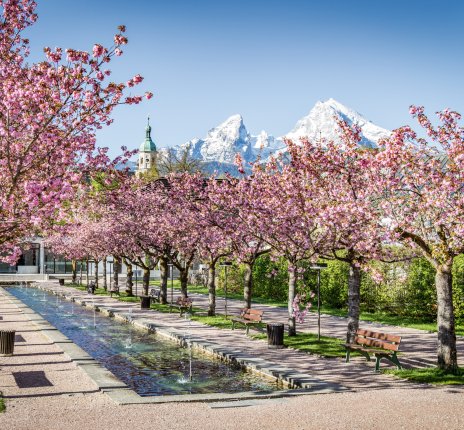 Japanische Kirschblüte im Kurgarten Berchtesgaden © Berchtesgadener Land Tourismus/Thomas Kujat