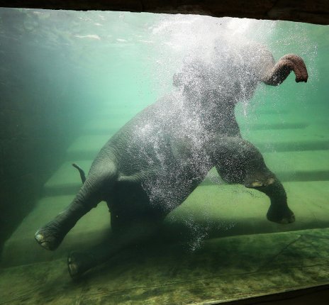 Zoo Leipzig - Elefantenbaden unter Wasser © Zoo Leipzig