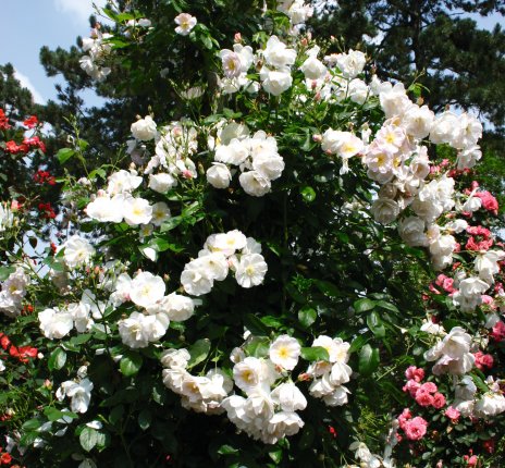 Rosenblüte im Europa Rosarium Sangerhausen