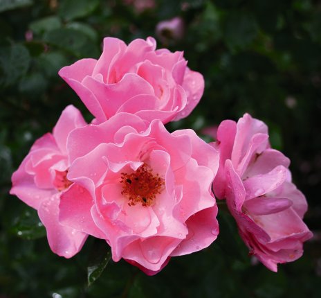 Rosenblüte im Europa Rosarium Sangerhausen