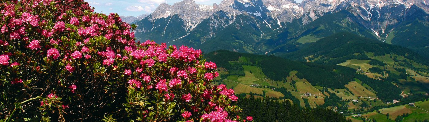 Pfingstreisen ab Herzogenaurach Hochkönigs Bergreich - Alpenrosenblüte - Almrosenblüte