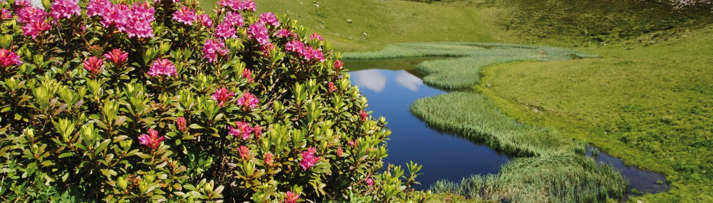 Pfingstreisen ab Pegnitz Almrosenblüte