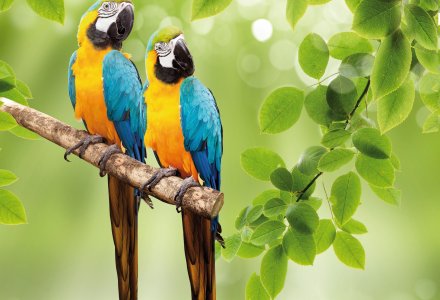 Papageien © Vitaly Krivosheev - fotolia.com
