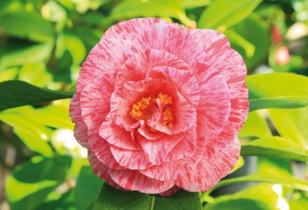 Kamelienblüte &copy; criosdan-fotolia.com