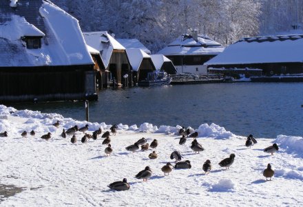Winter am Königssee &copy; angie s.-fotolia.com
