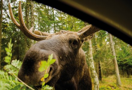 Elch © yannickbon - stock.adobe.com