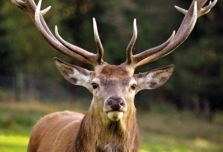Rothirsch © Wiltrud-fotolia.com