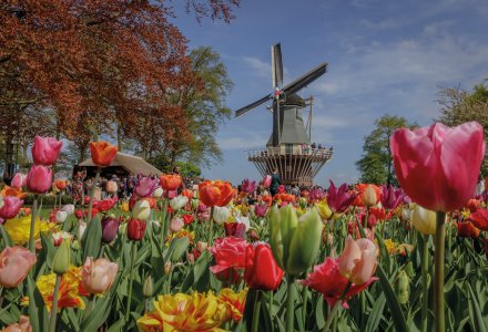 Windmühle auf dem Keukenhof &copy; Keukenhof 