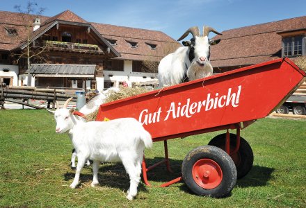 Willkommen auf Gut Aiderbichl © Gut Aiderbichl
