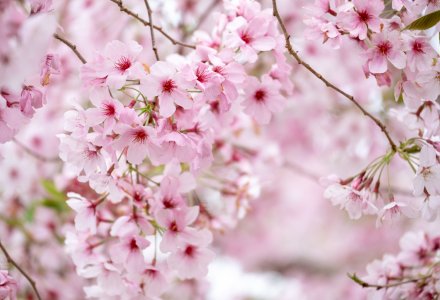 Kirschblüte &copy; Catherine - stock.adobe.com