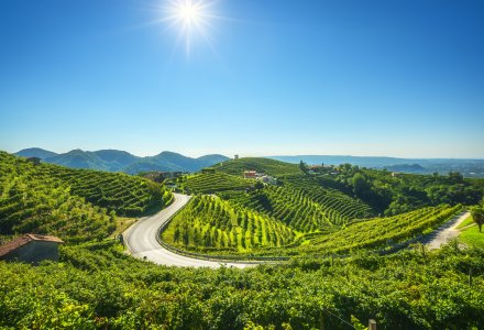 Weinberge in Valdobbiadene &copy; stevanzz - stock.adobe.com