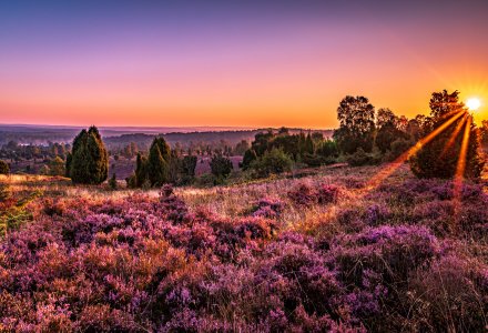 Lüneburger Heide &copy; Steffi - stock.adobe.com