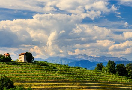 Weinbauregion Collio © zakaz86 - stock.adobe.com