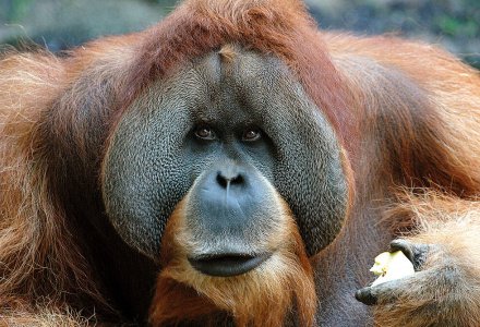 Zoo Leipzig - Orang Utan © Zoo Leipzig