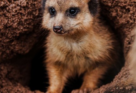 Münchener Tierpark Hellabrunn &copy; Tierpark Hellabrunn/Jan Sauer