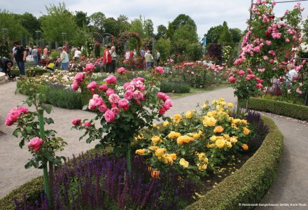 Rosenblüte im Europa Rosarium Sangerhausen © Rosenstadt Sangerhausen GmbH, Karin Thom