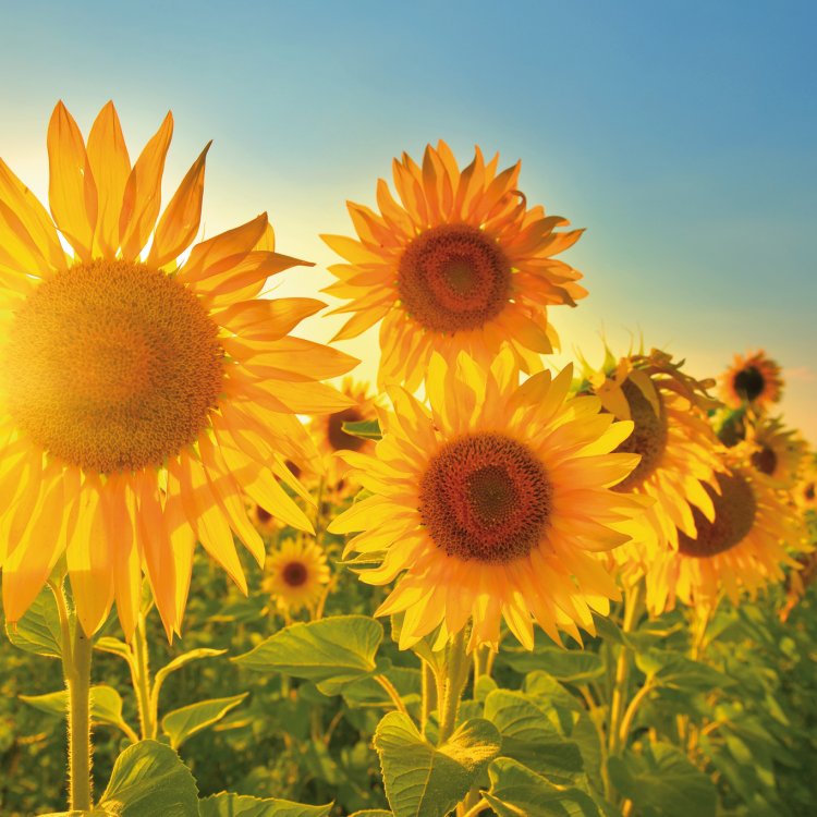 Sonnenblumen © denis_333-fotolia.com